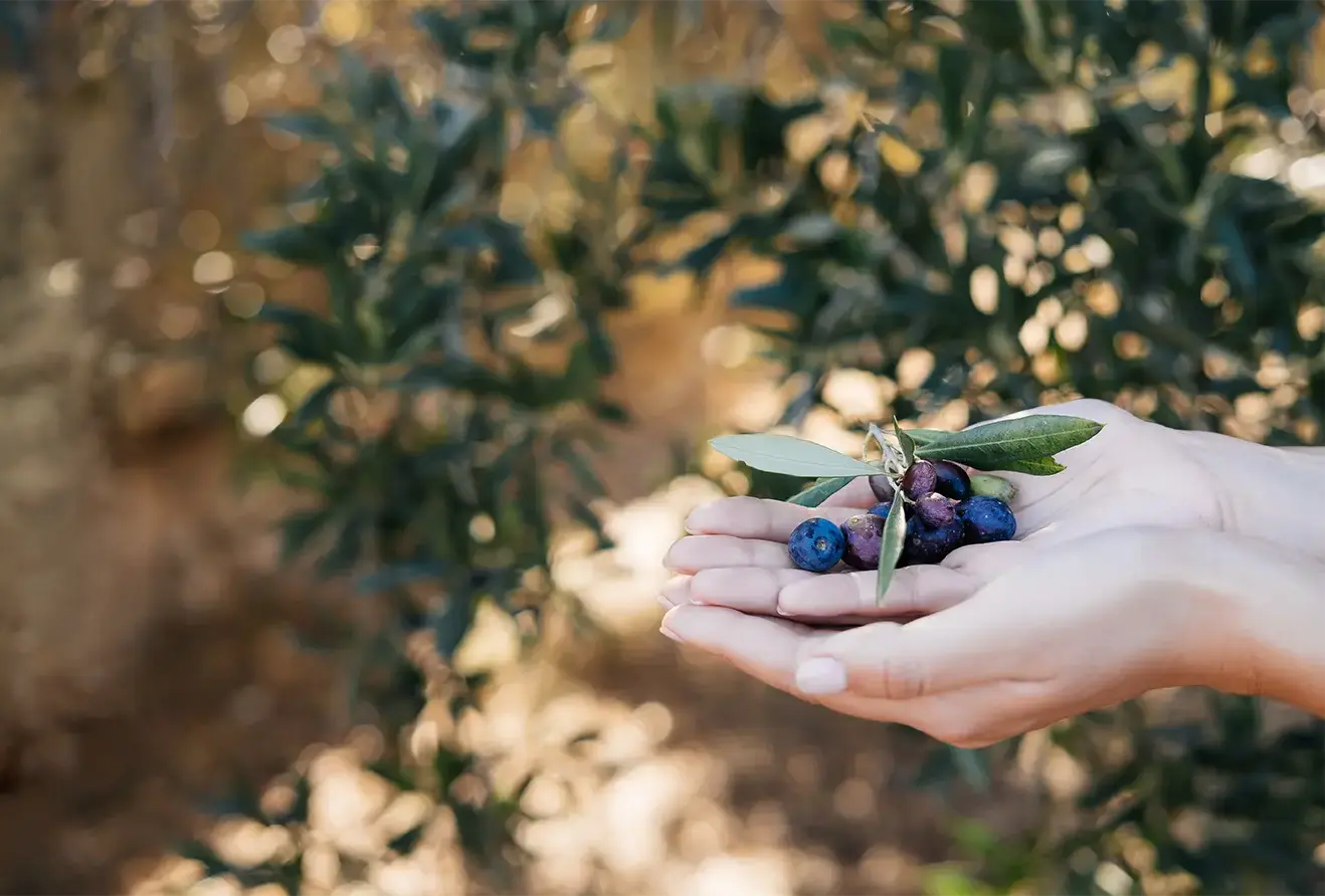 Zeytin dalları arasında doğal skualen kaynağını temsil eden zeytinler